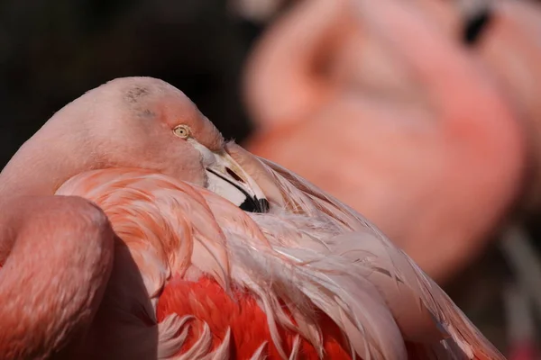 Pembe flamingo dinleniyor ya da uyuyor