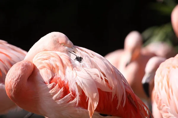 Розовый Фламинго Отдыхает Спит — стоковое фото