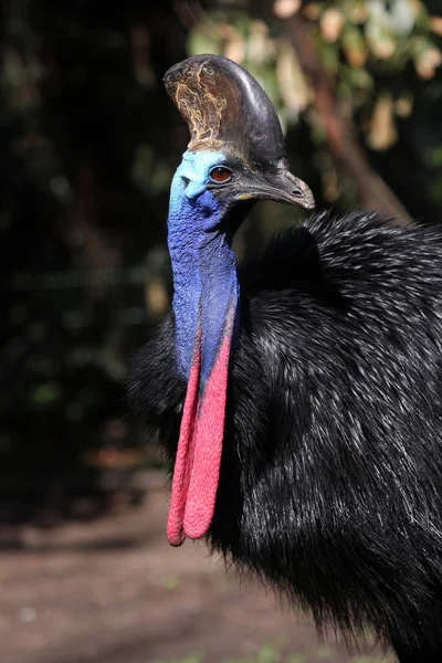 Southern Cassowary Sun — Stock Photo, Image