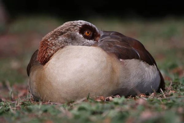 Sleeping Egyptian Goose Meadow Spring Beak Its Wing — Stock Photo, Image