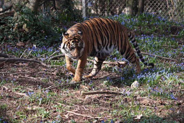 Siberian Tiger Zoo — Stock Photo, Image