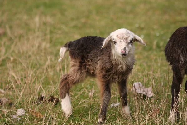 lamb on a meadow in spring