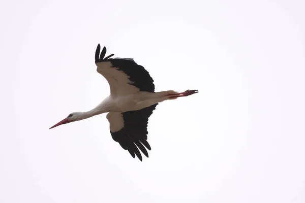 空を飛ぶ白いコウノトリ — ストック写真