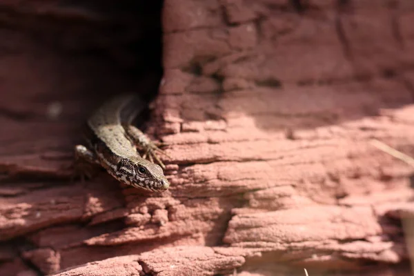 Common Lizard Climbing Sand Stone Rock — Stok fotoğraf