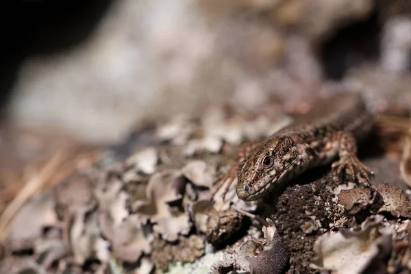 Common Lizard Climbing Sandstone Rock — Fotografia de Stock