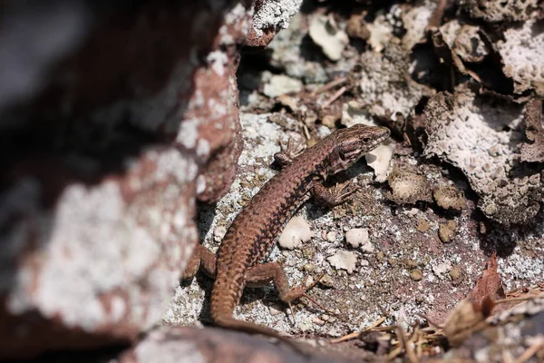 Kum taşına tırmanan sıradan bir kertenkele.