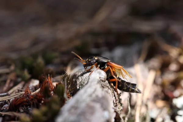 siyah ve sarı renkli rove böceği
