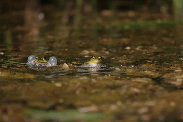 Two Frogs Fighting Pond — ストック写真