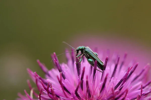 Thick Legged Flower Beetle Pink Flower — Φωτογραφία Αρχείου