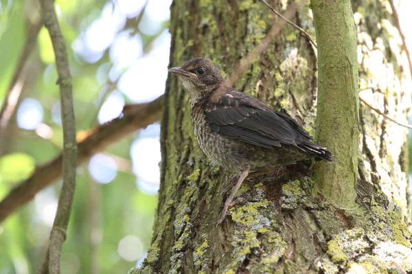 Ağaçta oturan karatavuk yavrusu