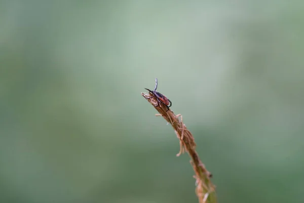 Common Tick Sitting Waiting Grass — Photo
