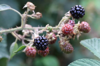 Böğürtlenli böğürtlen dalı