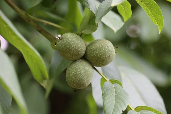Green nuts of a walnut tree