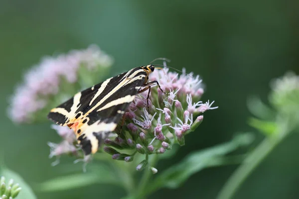 Jersey kaplanı bir çiçeği döllüyor