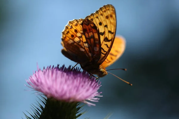 Normal Appearance Silver Washed Fritillary — Stockfoto