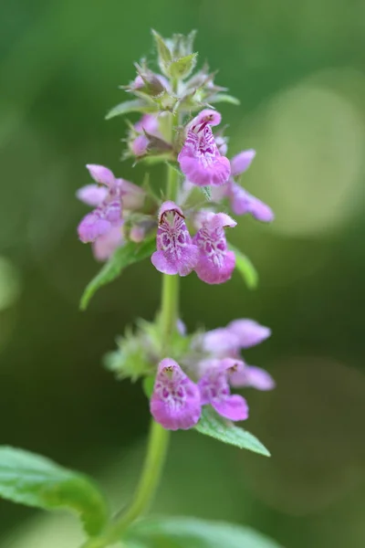 Pembeli Woundwort akıntısı