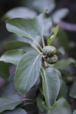 leafs and fruits or cones of an italian alder