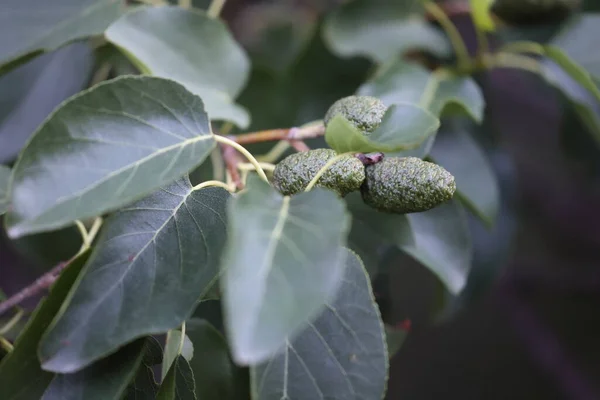 leafs and fruits or cones of an italian alder