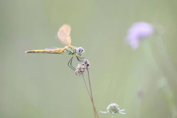 Red Veined Darter Female Flowering Meadow — стоковое фото