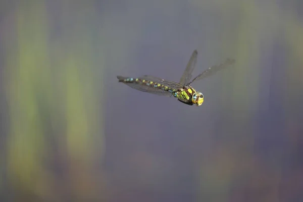 Blue Hawker Flying Swamp France — Stock Photo, Image
