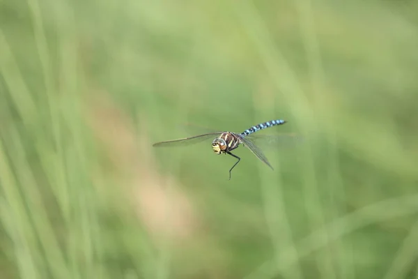 Migrant Hawker Flying Swamp Summer — Photo