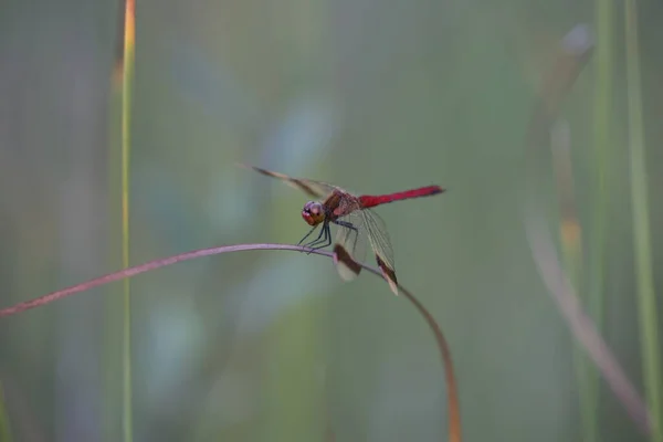 Ζαρωμένη Darter Dragonfly Κάθεται Στο Γρασίδι Ένα Βάλτο Καλοκαίρι — Φωτογραφία Αρχείου
