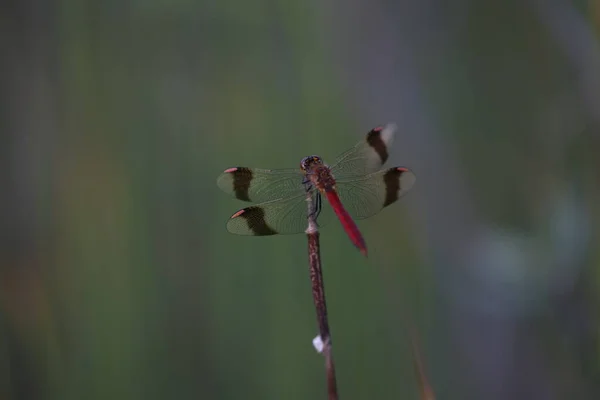Kuşaklı Yusufçuk Yazın Bataklıkta Çimlerin Üzerinde Oturuyor — Stok fotoğraf