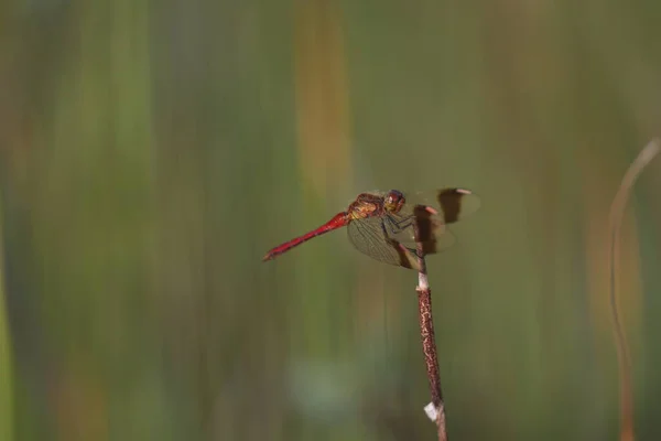 Banded Darter Dragonfly Sitting Grass Swamp Summer — Stock Photo, Image