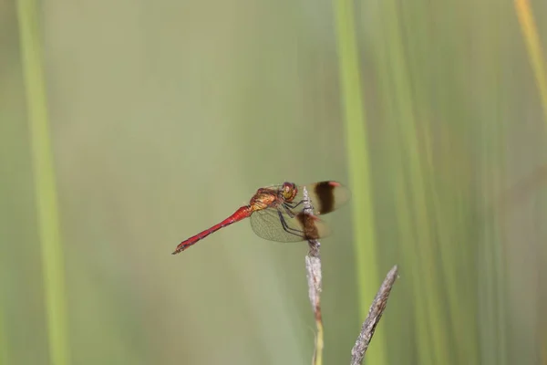 Ζαρωμένη Darter Dragonfly Κάθεται Στο Γρασίδι Ένα Βάλτο Καλοκαίρι — Φωτογραφία Αρχείου