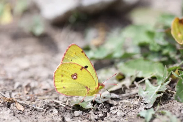 begers clouded yellow butterfly sitting on the ground licking mineral salts