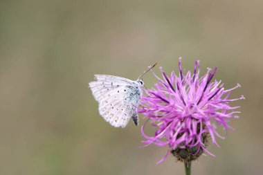 Tebeşir tepesi mavi tozlaşıyor güzel bir çiçek
