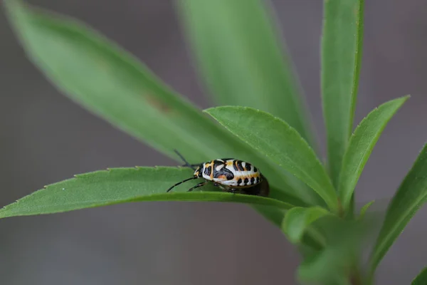 Larvas Negras Blancas Anaranjadas Insecto Protector Eurydema Ornata —  Fotos de Stock