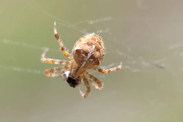 Bettelnde Gelbe Schmetterlinge Sitzen Auf Dem Boden Und Lecken Mineralsalze — Stockfoto