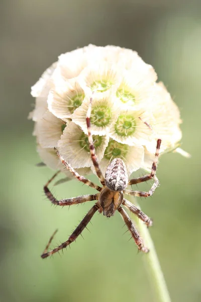 Begers Nublado Borboleta Amarela Sentado Chão Lambendo Sais Minerais — Fotografia de Stock