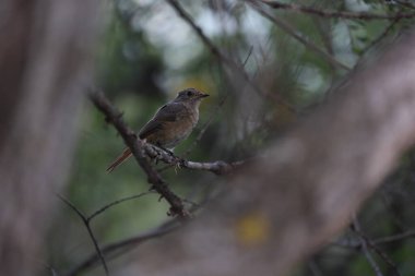 Begers bulutlu sarı kelebek yerde oturmuş mineral tuzu yalıyor
