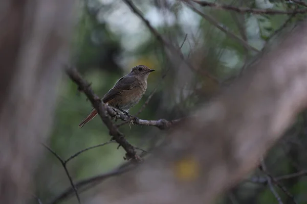 Begers bulutlu sarı kelebek yerde oturmuş mineral tuzu yalıyor