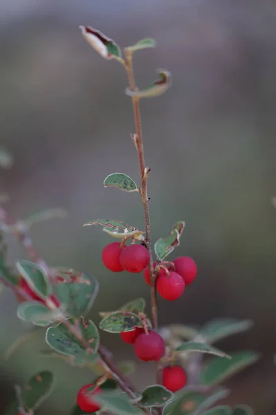 Kırmızı Meyveli Sıradan Bir Kotonaster Çalısı — Stok fotoğraf