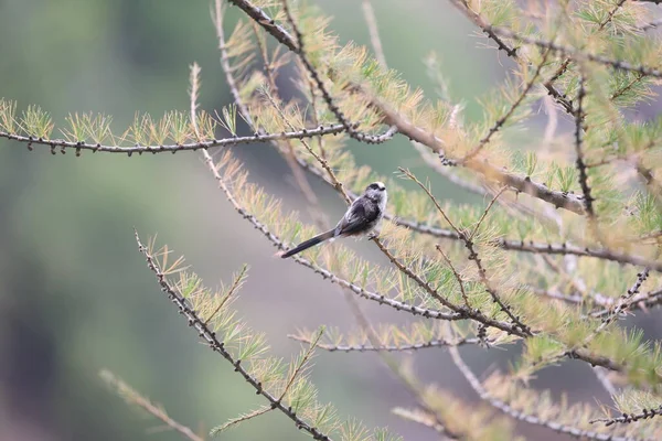 Long Tailed Tit Sitting Branch Searching Food — Fotografia de Stock