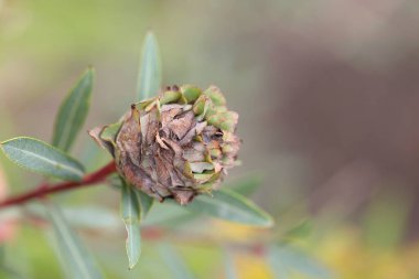 Bir rabdophaga strobilina safrası tükürük salgısı söğüdüne karışıyor.