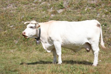 Alplerde beyaz charolais ineği