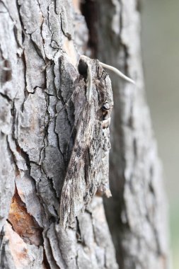 iyi kamufle edilmiş bir çam ağacının kabuğunda saklanan kıvrımlı şahin güvesi.