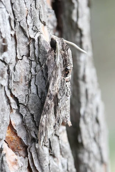 Iyi Kamufle Edilmiş Bir Çam Ağacının Kabuğunda Saklanan Kıvrımlı Şahin Stok Fotoğraf