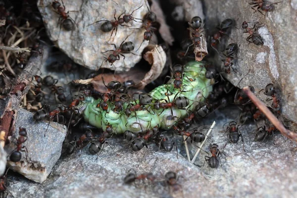 Tırtıllı Karıncalar Avdır Telifsiz Stok Fotoğraflar