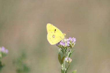 bulutlu sarı kelebek bir yonca bitkisini döllüyor.