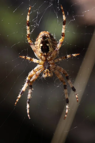 Великий Садовий Павук Своїй Павутині Сонці — стокове фото