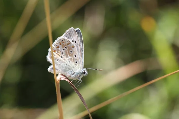 Tebeşir tepesi mavisi çimenlerde oturuyor.