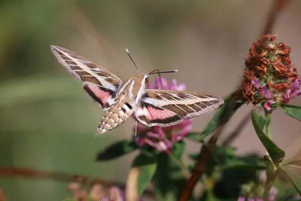 Kırmızı yoncanın pembe kırmızı çiçeğinin üzerinde süzülen çizgili şahin güvesi.