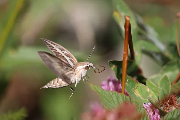 Kırmızı yoncanın pembe kırmızı çiçeğinin üzerinde süzülen çizgili şahin güvesi.