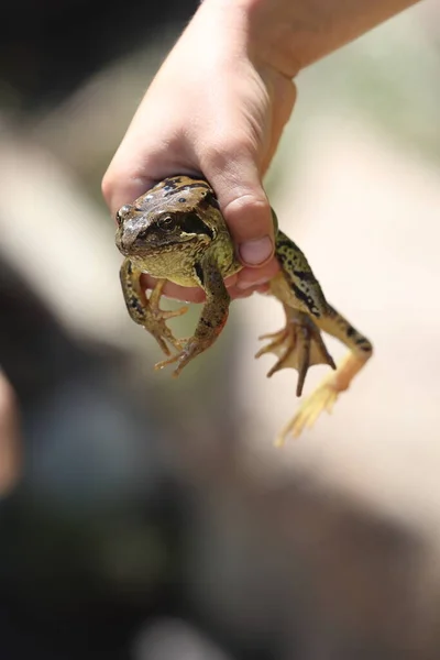 Grande Sapo Comum Capturado Por Uma Criança Pronta Para Lançamento — Fotografia de Stock