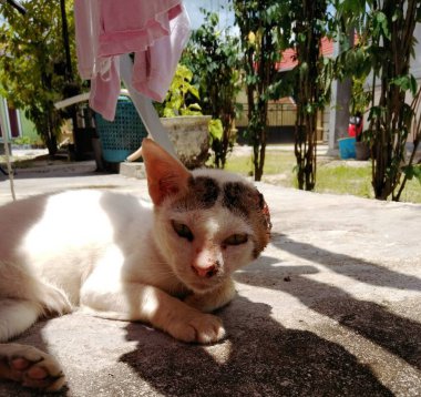 Zavallı bir kulağını kaybetmiş kedi.